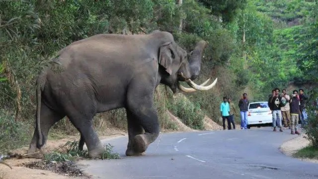  उत्तराखंड : मॉर्निंग वॉक पर गए पुलिसकर्मी को हाथी ने मार डाला!