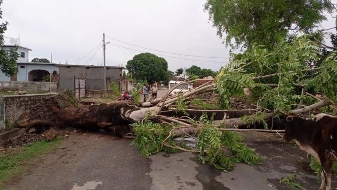  उत्तराखंड : बारिश और तूफान से गिरे पेड़ के नीचे दबने से एक युवक की जान, तस्वीरें