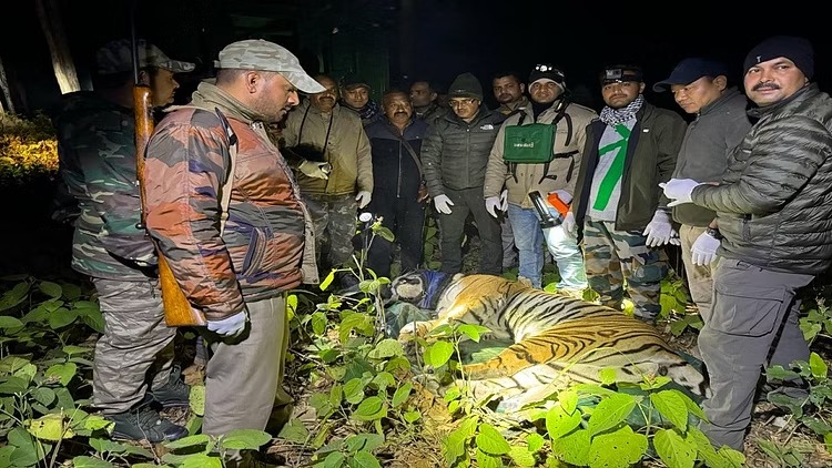  उत्तराखंड: पकड़ा गया आदमखोर बाघ, अब तक तीन महिलाओं की ले चुका है जान