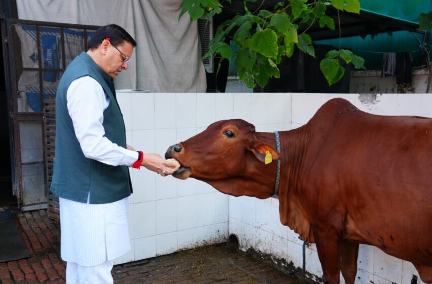  मुख्यमंत्री आवास की गौशाला में धामी ने की गोवर्धन पूजा, मांगी समृद्धि की कामना”
