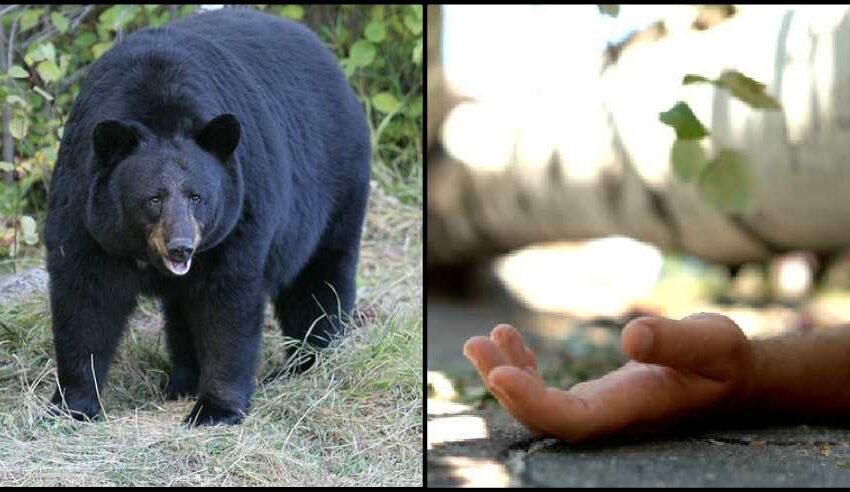  चमोली:जंगल में घास लेने गए थे दंपति, अचानक भालू का हमला, पति की मौत