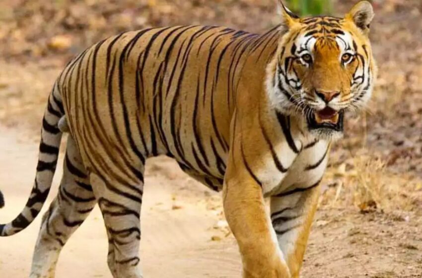  उत्तराखंड में बाघ का उत्पात: शूटर तैनात, मुआवज़ा तेज करने के निर्देश