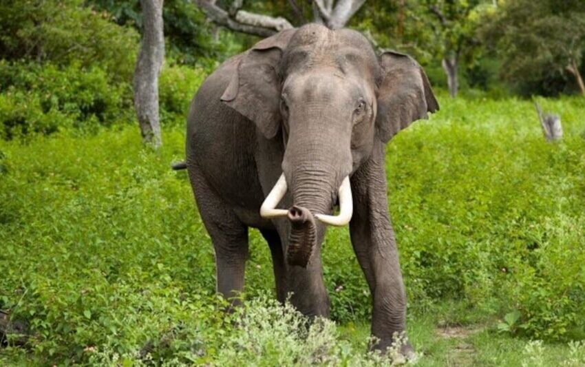  उत्तराखंड: जंगली हाथी का तांडव, दो लोगों को कुचलकर मार डाला