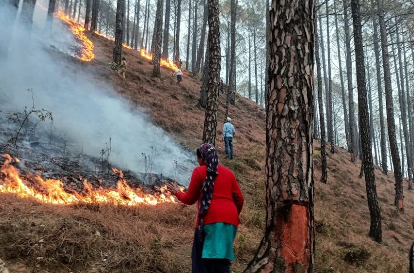  उत्तराखंड के जंगलों की आग बुझाने वाले को 1 लाख इनाम…भाजपा सरकार का बड़ा ऐलान